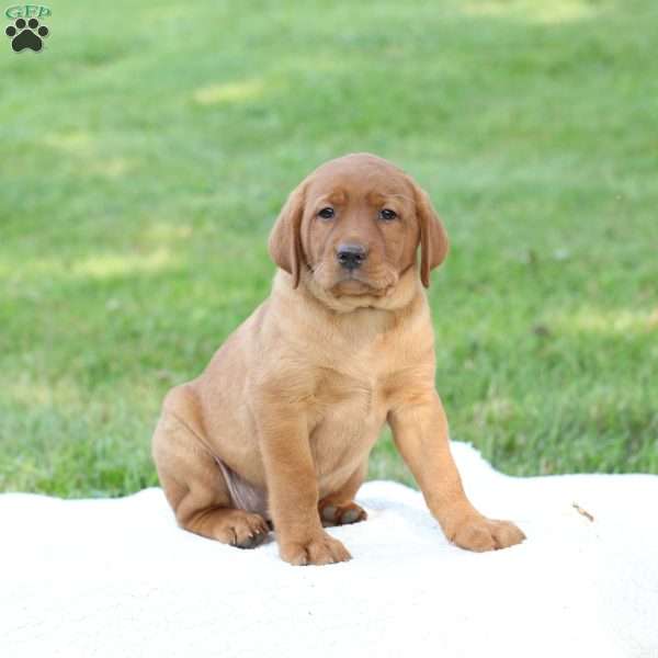 Denise, Fox Red Labrador Retriever Puppy